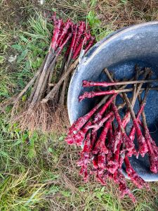 Photo Vignoble Cave Irancy Bourgogne