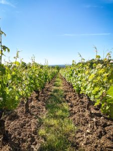 Photo Vignoble Cave Irancy Bourgogne