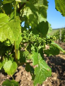 Photo Vignoble Cave Irancy Bourgogne