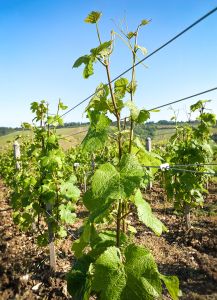 Photo Vignoble Cave Irancy Bourgogne