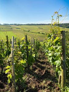 Photo Vignoble Cave Irancy Bourgogne