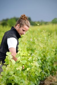 Photo Vignoble Cave Irancy Bourgogne