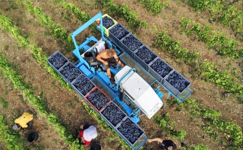 Photo Vignoble Cave Irancy Bourgogne