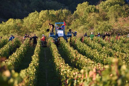 Photo Vignoble Cave Irancy Bourgogne