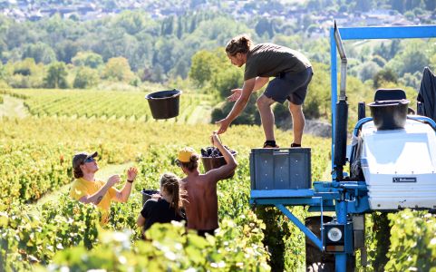 Photo Vignoble Cave Irancy Bourgogne