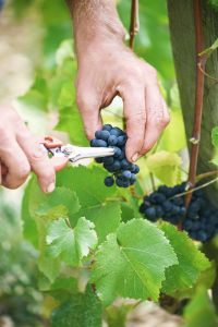 Photo Vignoble Cave Irancy Bourgogne