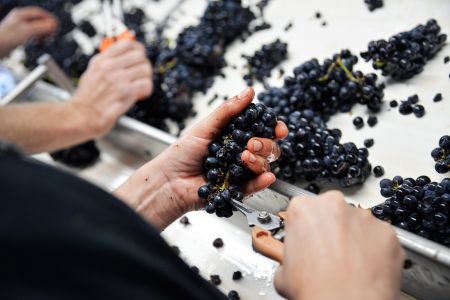 Photo Vignoble Cave Irancy Bourgogne